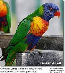 Rainbow Lorikeet Rainbow Lory Aka Green Naped Lory Lorikeet Pet Birds Australian Birds Parrot Bird