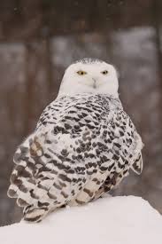 Females give the call infrequently. Nature Canada