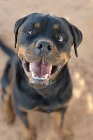 So many animals in atlanta need a loving home. Best Friends Animal Society To Merge With Atlanta Pet Rescue And Adoption