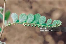 Image result for Phyllanthus fraternus