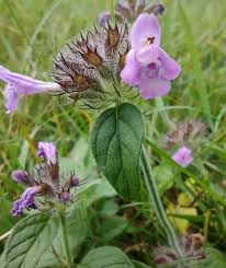 Image result for Clinopodium simense