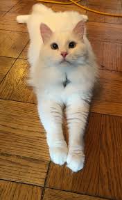 They enjoy the company of other cats and even dogs and are good with gentle. Siberian Cat Wikipedia