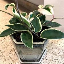 The plant does not need heavy fertilizer feeding for healthy growth. Hoya Care Grow Fragrant Hoya Wax Plant Plant Care Fertilizer For Plants Plants
