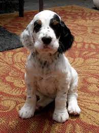 Ginger for sale due to owners change of employment. 250 English Setters Ideas English Setter English Setter Dogs Dogs