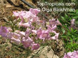 Image result for Podranea brycei