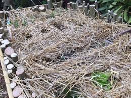Pourquoi Pailler Son Potager Potager