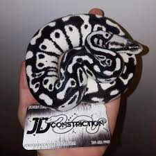 Stormtrooper Ball Python Pet Snake Cute Reptiles Ball Python Morphs