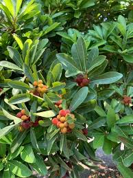 Image result for Myrica pilulifera