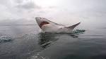 Great white sharks in south africa