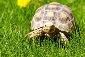 These herbivores are the longest living animals on the planet. Turtle Or Tortoise Here S How To Choose Pawtracks