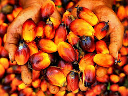 Buah kelapa sawit harus segera diangkut ke pabrik untuk segera diolah. Mengetahui Morfologi Buah Kelapa Sawit Yang Lengkap Kelapa Sawit