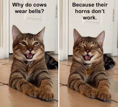 Maybe you would like to learn more about one of these? Owner Uploads Photos Of Their Laughing Cat And It Becomes The New Dad Joke Meme 21 Pics Bored Panda