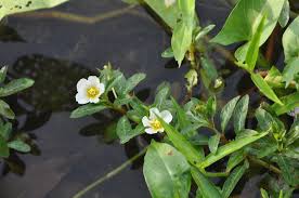 Image result for Ludwigia adscendens