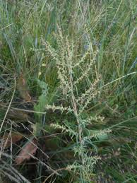 Image result for Suaeda plumosa