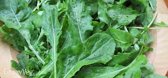 Flea beetles are so small that identifying them is tricky, though you can certainly catch a few with a yellow or white sticky trap and look at them with a magnifying glass. Flea Beetle Controls For Organic Gardeners