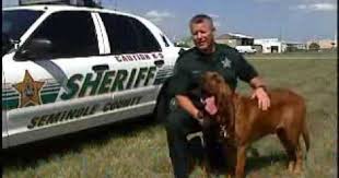 Seminole County Sheriff S Office K 9 Unit Seminole County County Sheriffs Sheriff Office