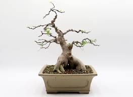 Image result for Grewia microcarpa