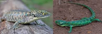 Image result for Loxodera bovonei