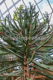 Image result for Euphorbia confinalis