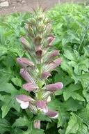 Image result for Acanthus polystachyus