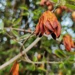 Image result for Canthium inerme