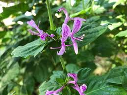 Image result for Hypoestes aristata