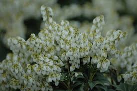 Image result for Pieris japonský debutante obrázek