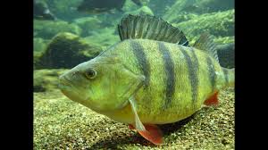 как быстро почистить окуня от чешуи в домашних условиях Kak Akkuratno Pochistit Okunya Ne Snimaya S Nego Shkurku Youtube