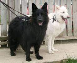 4 beautiful chihuahua puppies, 3.girls and 1.boy. I Want To Have A Black And White German Shepherds 3 White German Shepherd German Shepherd Dogs Black German Shepherd