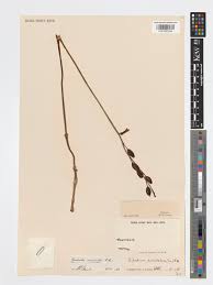 Image result for Gastrodia rwandensis