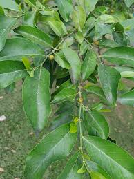 Image result for Suregada