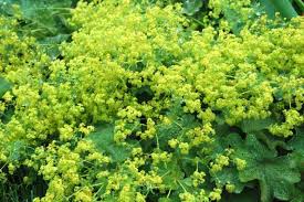 Image result for Alchemilla kiwuensis