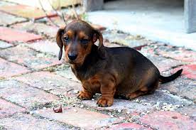 Standard, bronze, silver, gold, and platinum. Miniature Dachshund Puppies For Sale Pet Adoption And Sales