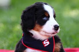 Maybe you would like to learn more about one of these? Nous Joindre Academie Stella Chien D Assistance