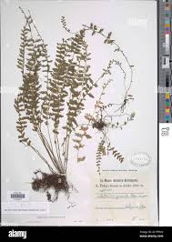 Image result for Asplenium uhligii