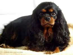 Black And Tan Cavalier King Charles Spaniel Puppies For Sale King Charles Cavalier King Charles Cavalier King Charles Dog