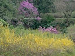 Warband based on the gekokujo mod, new release planned for 2020. Eastern Redbud Care Hgtv