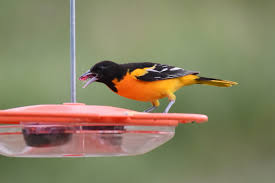 But attracting orioles to your bird feeders presents challenges because they have an entirely you need a specialized oriole feeder to see these stunning birds! Facebook