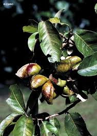 Image result for Heritiera