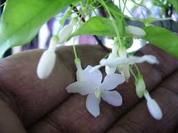 Image result for Wrightia