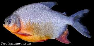 Check spelling or type a new query. Klasfikasi Dan Morfologi Ikan Bawal Ilmu Pengetahuan Lengkap