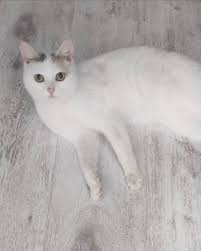 Пристраивается молодая, красивая, нежная кошечка в добрые руки ❤️ Ко всему  приучена, очень воспитанная и ласковая. Присмотритесь, может она украсит  вашу жизнь 🙏🙏🙏 87074606248