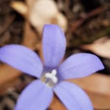 30) cm high, usually leafy for the greater part; Wahlenbergia Luteola Sightings Canberra Southern Tablelands Nsw