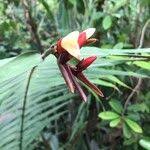 Image result for Aframomum spiroligulatum