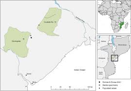 Image result for Eriolaena rulkensii