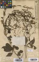Image result for Dioscorea quartiniana