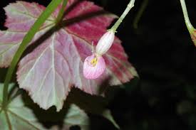 Image result for Begonia oxyloba