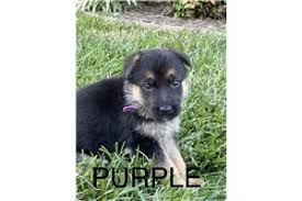 It's also free to list your available puppies and litters on our site. German Shepherd Puppies For Sale From Lexington Kentucky Breeders