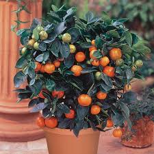Rare and unusual citrus and fruit trees shipped direct. Tangerine Citrus Trees Stark Bro S