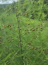 Image result for Asparagus petersianus